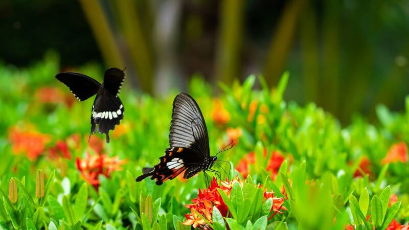 Atraia Borboletas e Beija-flores para o Seu Jardim: Dicas e Truques