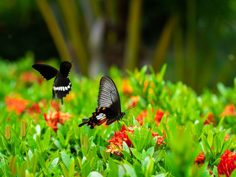 Atraia Borboletas e Beija-flores para o Seu Jardim: Dicas e Truques