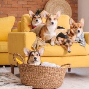 Segurança para pets em ambientes urbanos