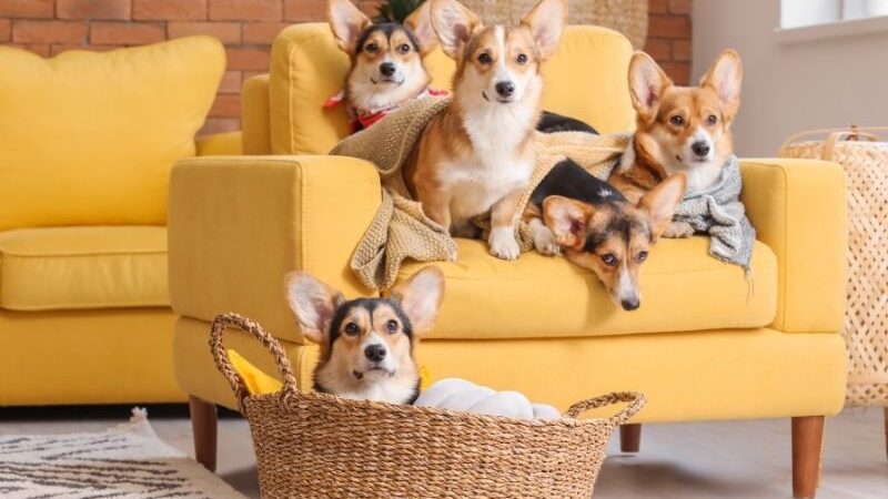 Segurança para pets em ambientes urbanos