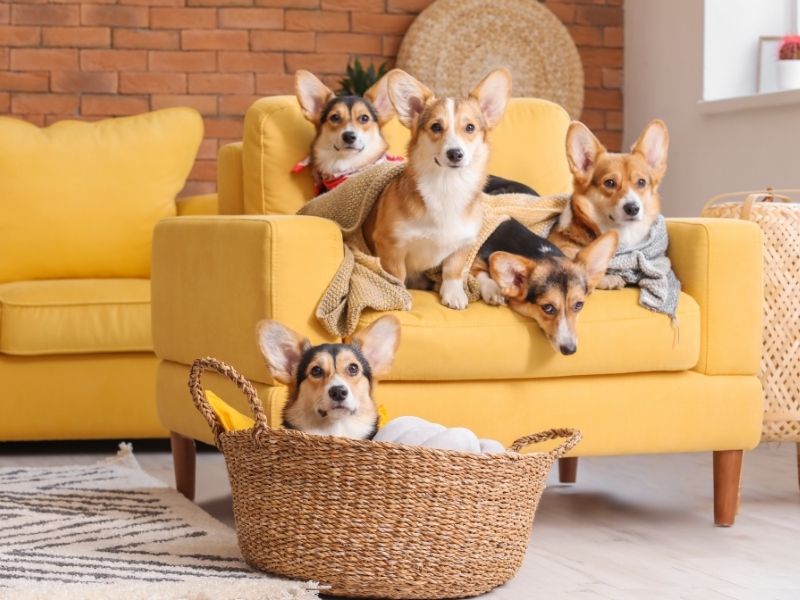 Segurança para pets em ambientes urbanos